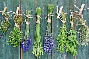 Kräuter zur Behandlung von Zehennagelpilz.