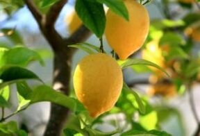Zitrone gegen Fußpilz